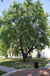 Betula nigra 'Cully'(HERITAGE) — photo 6